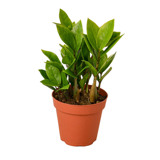 Zamioculcas Zamiifolia 'ZZ'