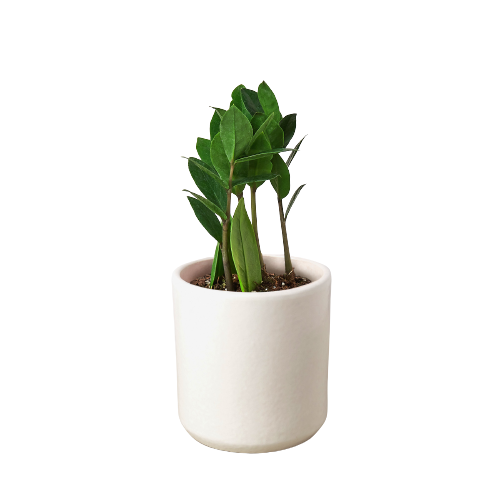 Zamioculcas Zamiifolia 'ZZ'