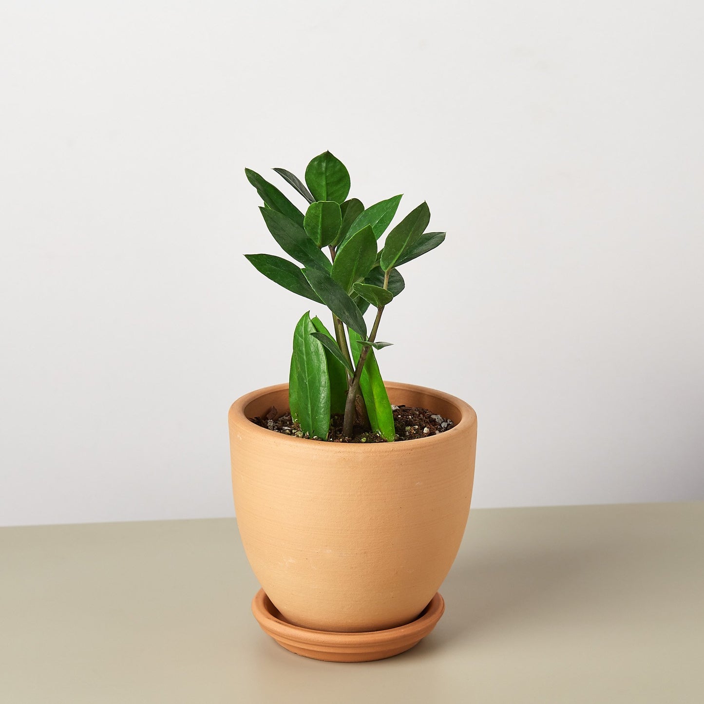 Zamioculcas Zamiifolia 'ZZ'