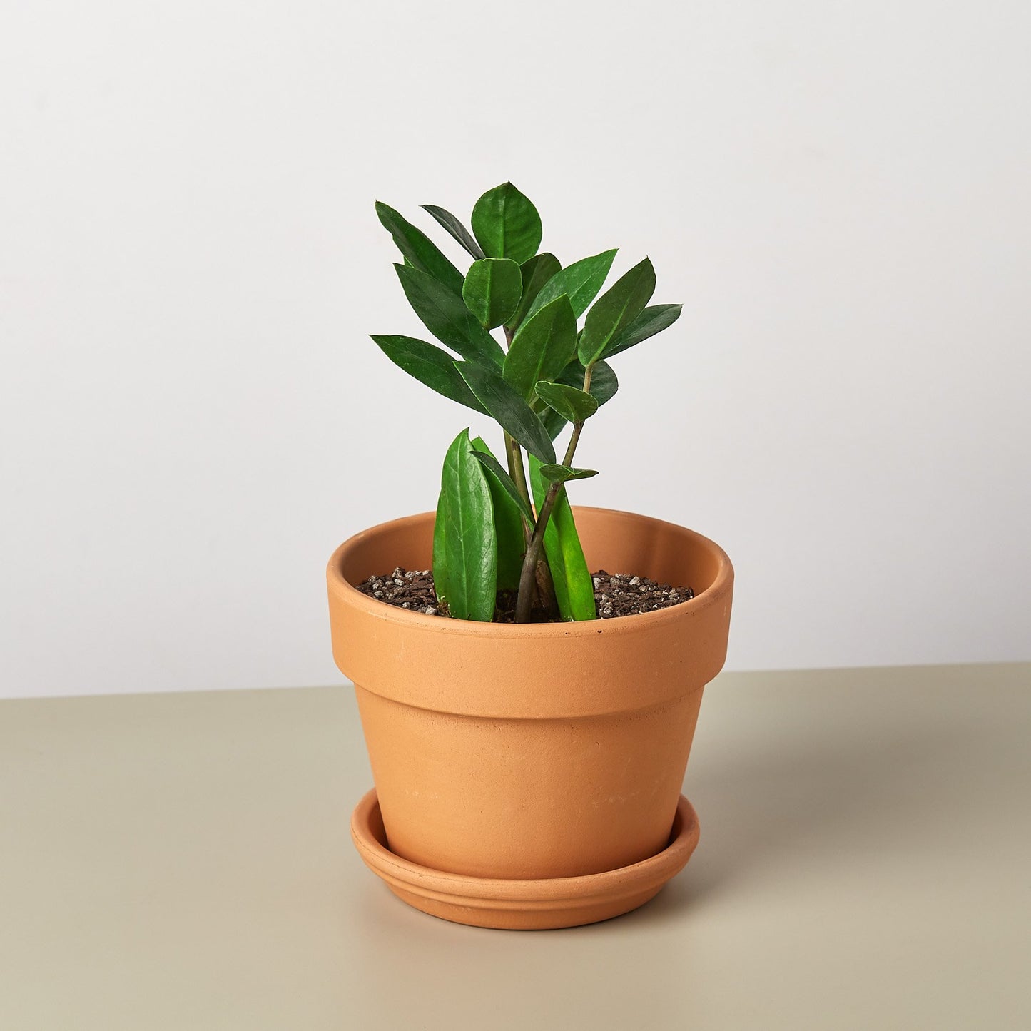 Zamioculcas Zamiifolia 'ZZ'