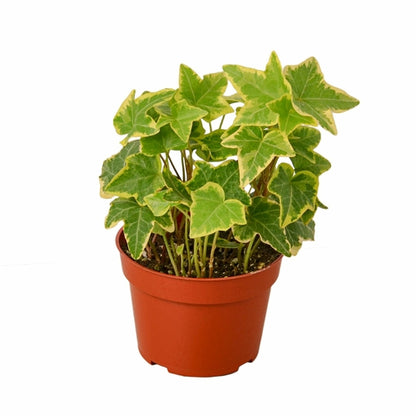 English Ivy 'Gold Child'