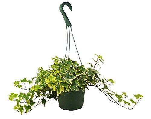 English Ivy 'Gold Child'