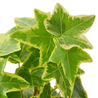English Ivy 'Gold Child'